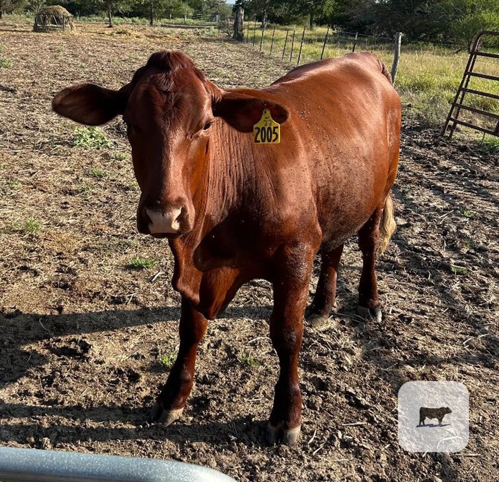 Cattle Range Listing Photo