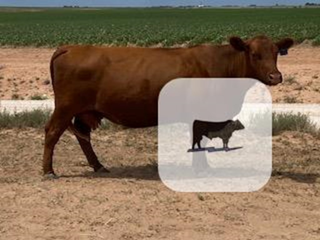 Cattle Range Listing Photo