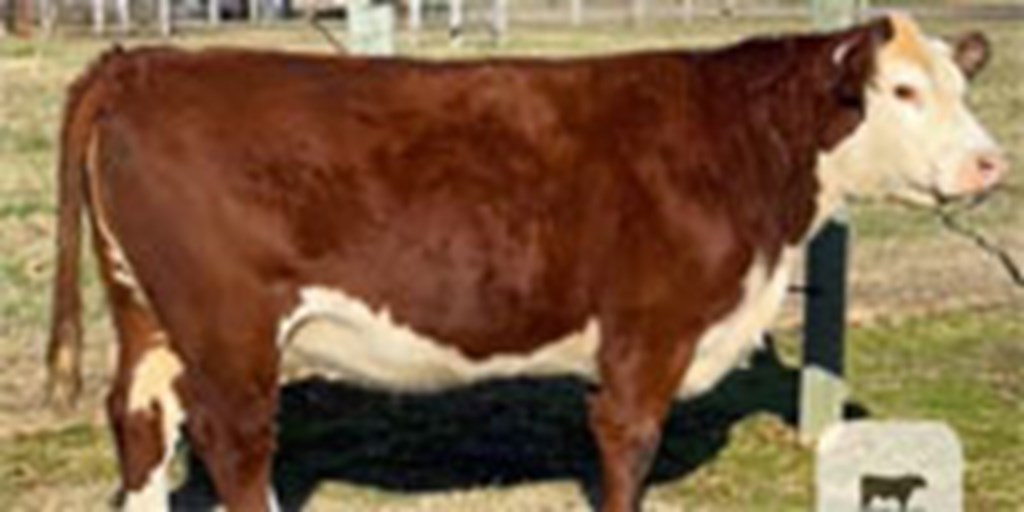 4 Reg. Hereford Cows w/ 2+ Calves... W. Central AR