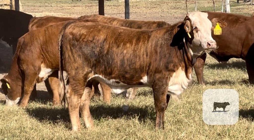 Cattle Range Listing Photo