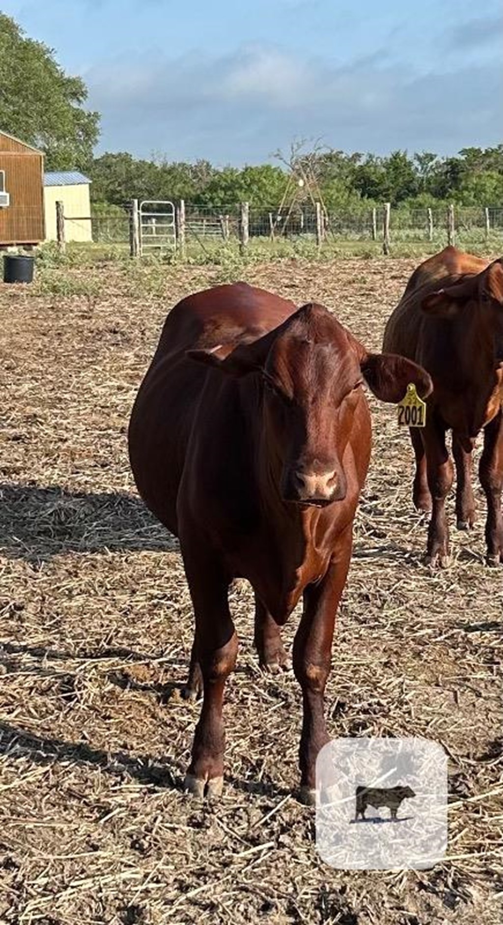 Cattle Range Listing Photo