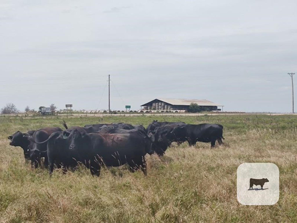 Cattle Range Listing Photo