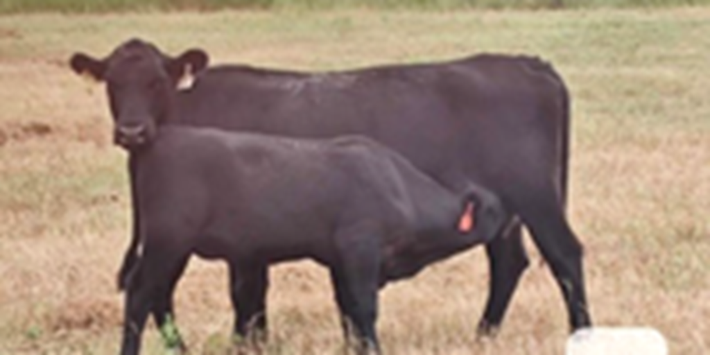 15 Angus & Angus Cross Pairs... Southeast KS