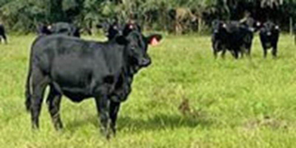 20 Brangus Rep. Heifers... Central FL