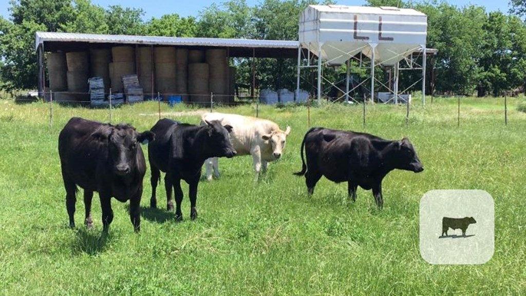 Cattle Range Listing Photo