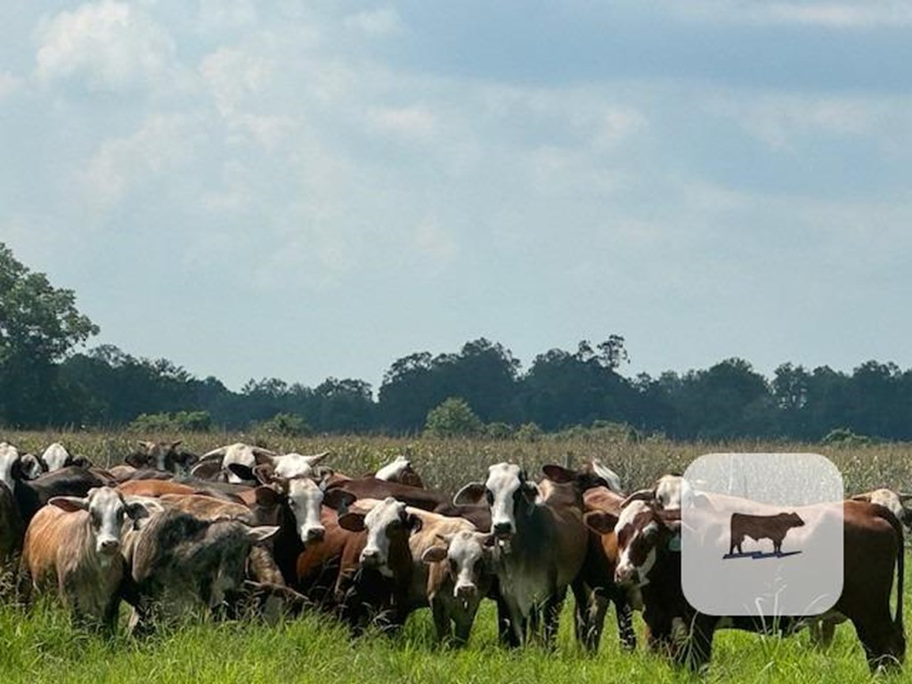 Cattle Range Listing Photo