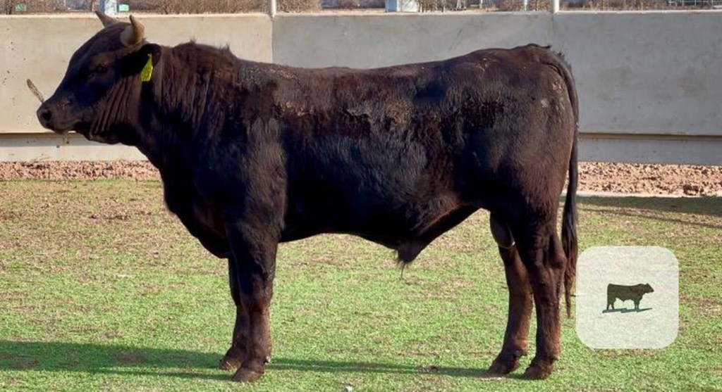 Cattle Range Listing Photo