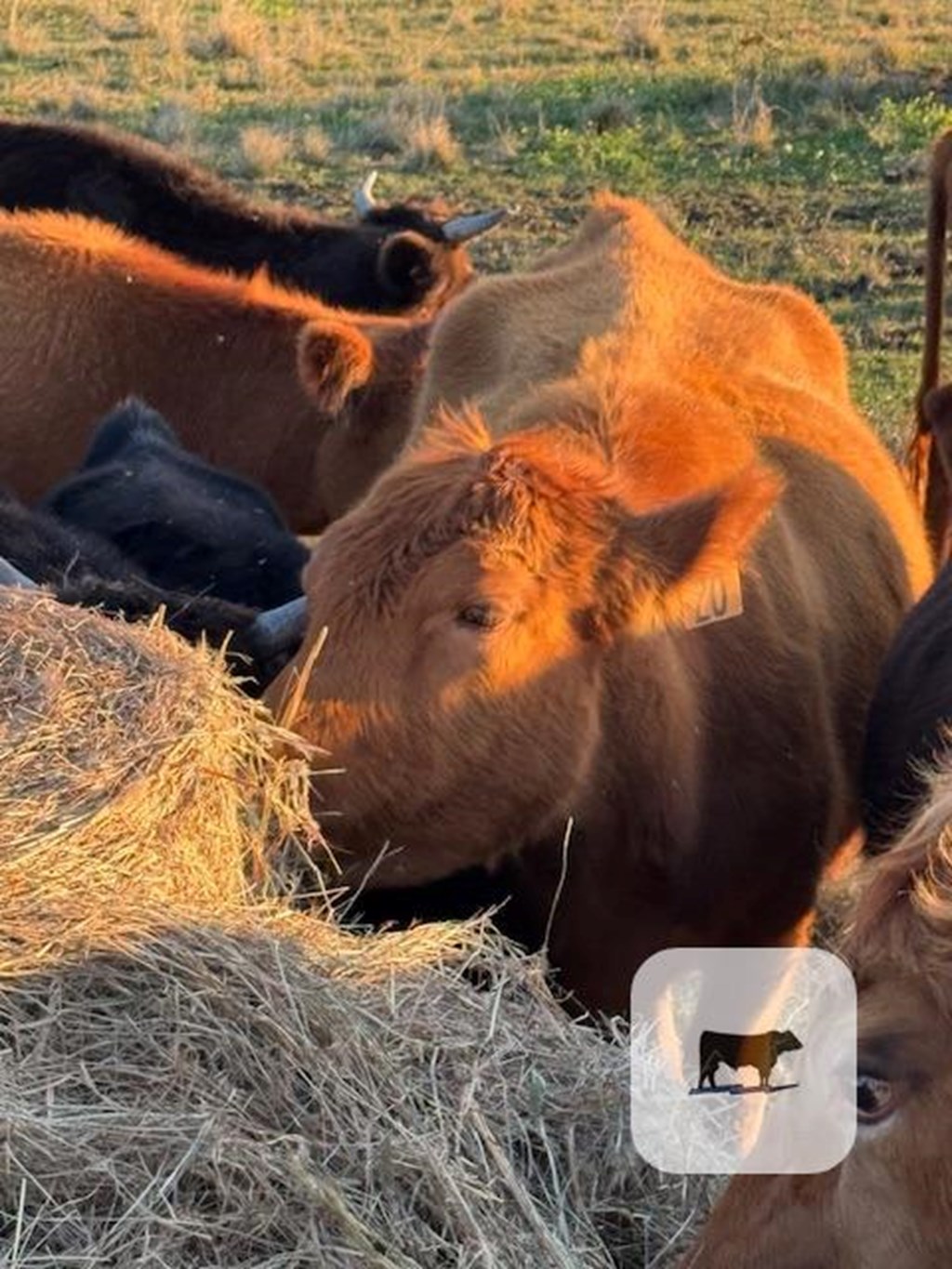 Cattle Range Listing Photo