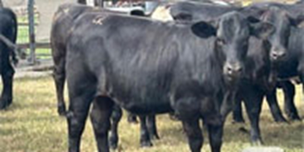 26 Angus/Brangus 'UltraBlack' Rep. Heifers... S. Central LA ~ FD