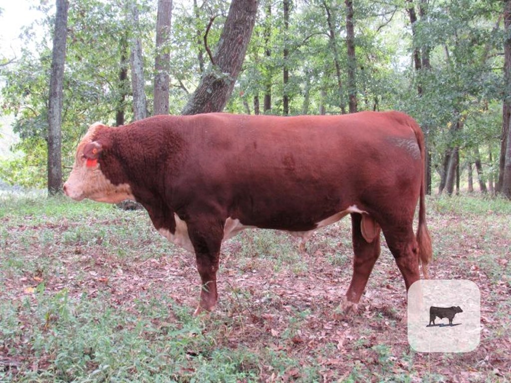 Cattle Range Listing Photo