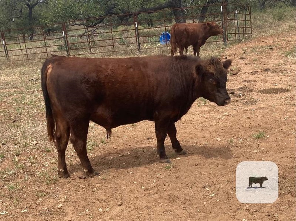 Cattle Range Listing Photo