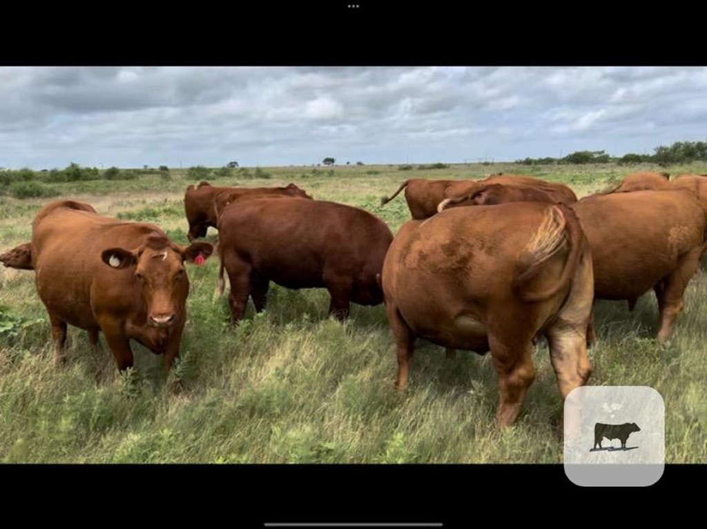 Cattle Range Listing Photo