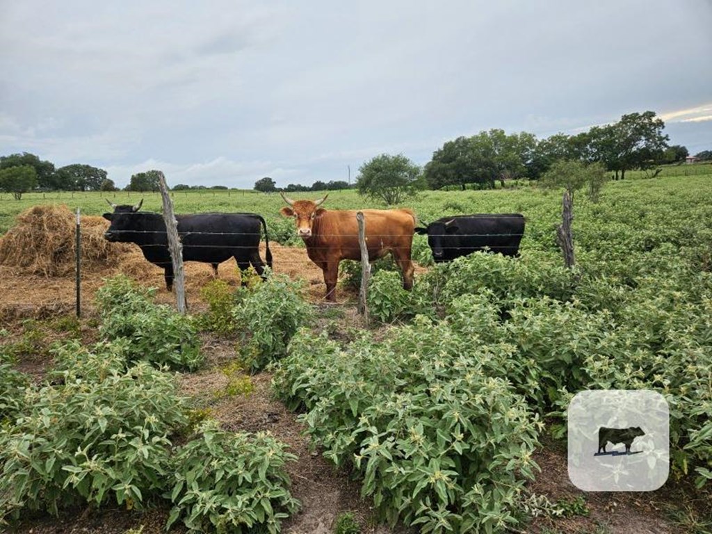 Cattle Range Listing Photo