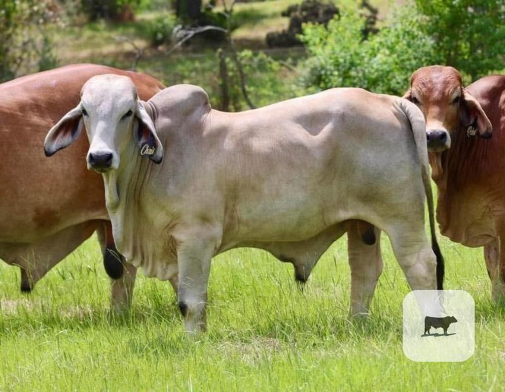 Cattle Range Listing Photo