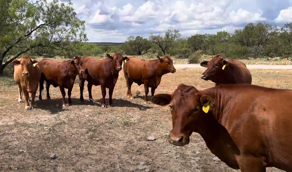 Cattle Range Listing Photo