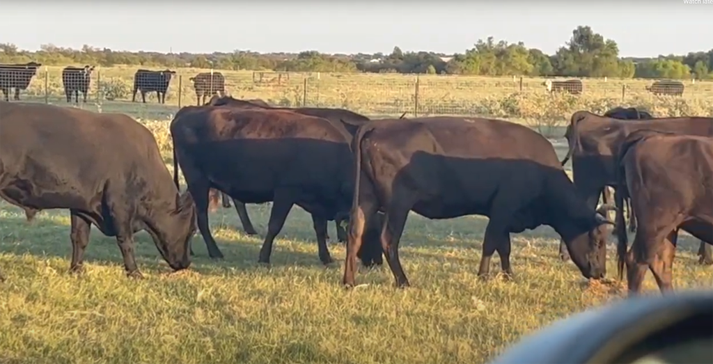 Cattle Range Listing Photo