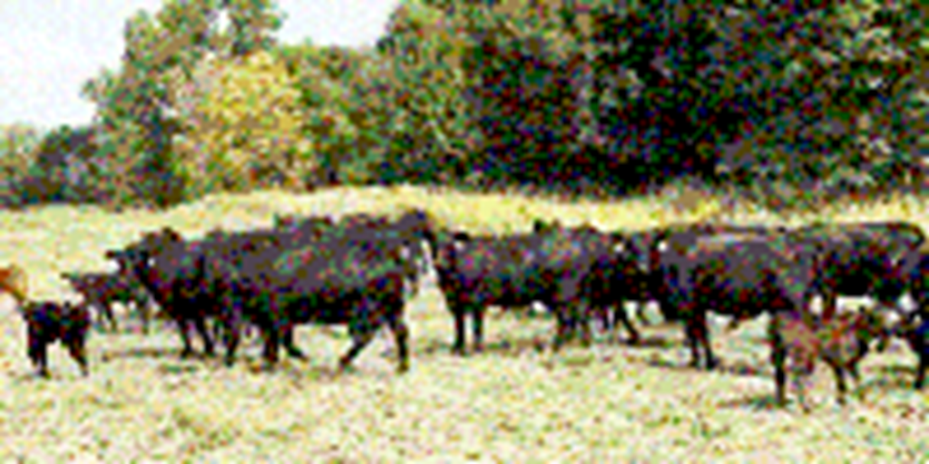 40 Angus Pairs... Central IA