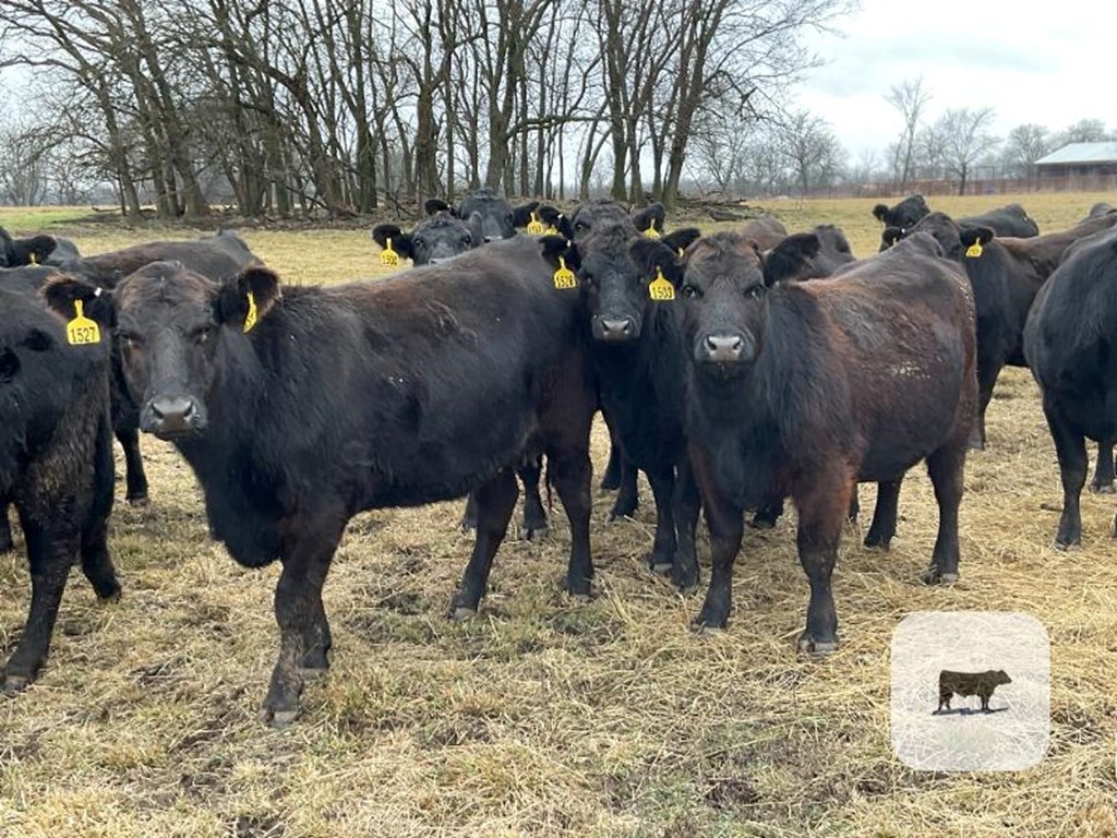 Cattle Range Listing Photo