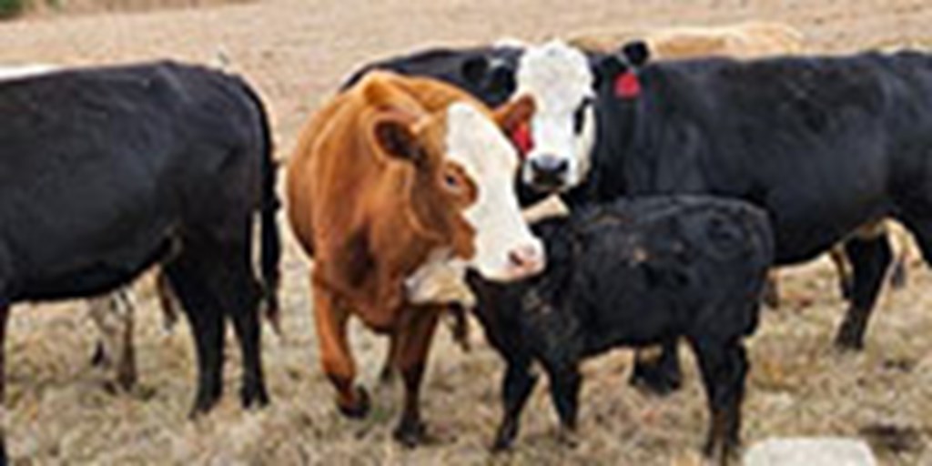 19 Angus, Hereford, & Charolais Cross Cows w/ 7+ Calves... Northeast MS