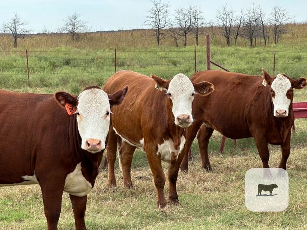 Cattle Range Listing Photo