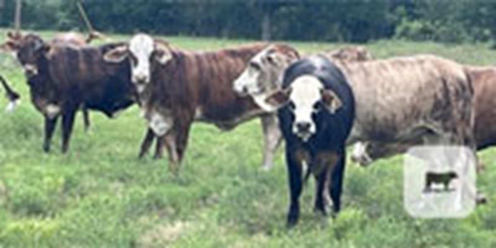 26 F1 Braford/Tigerstripe Bred Heifers... Central TX