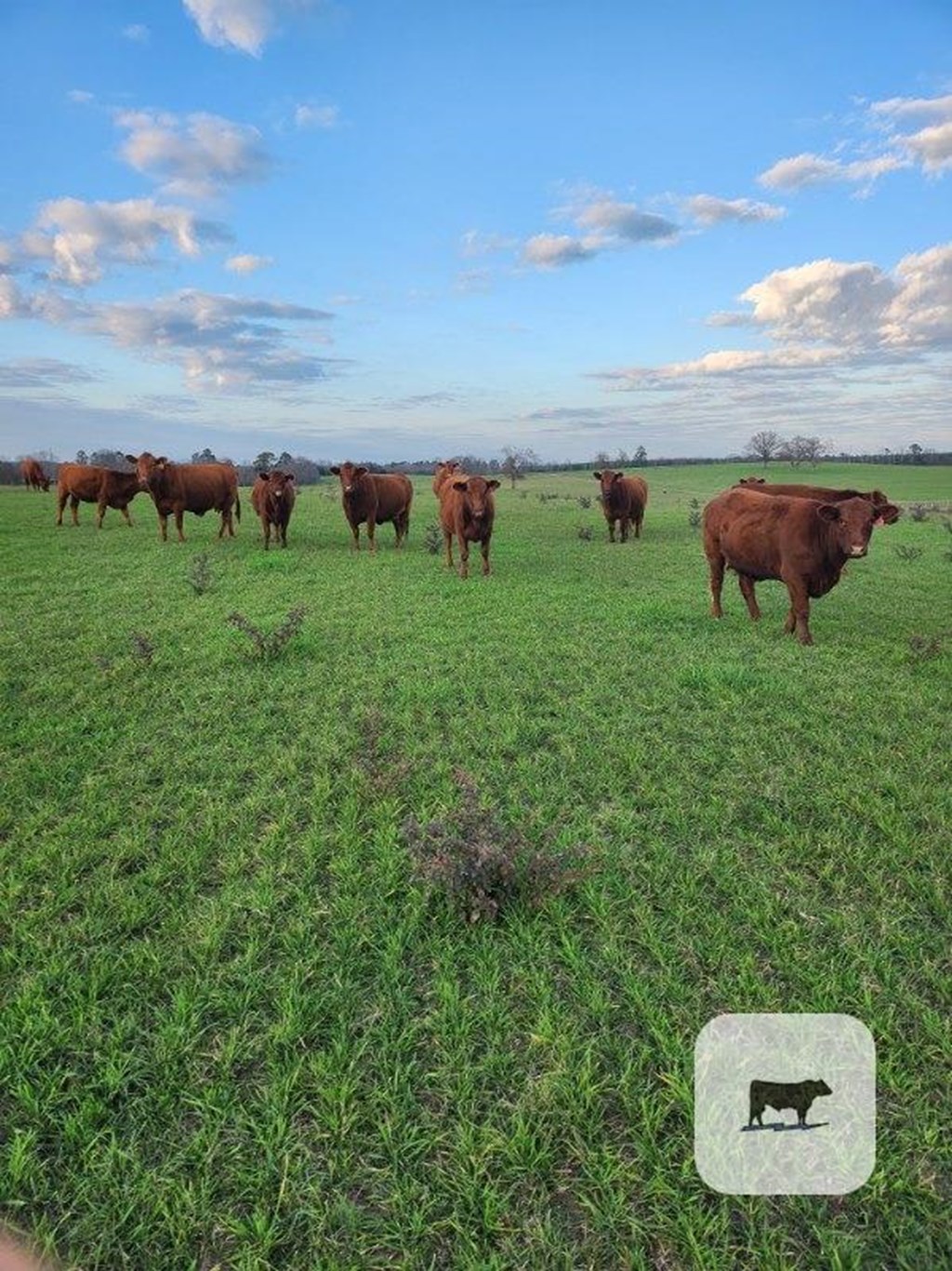 Cattle Range Listing Photo