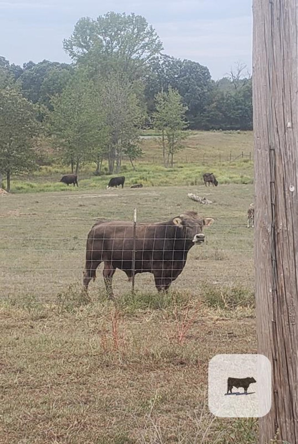 Cattle Range Listing Photo