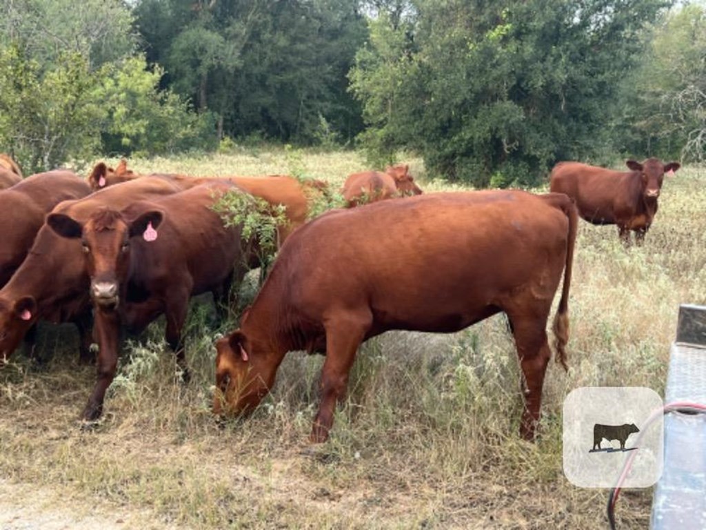 Cattle Range Listing Photo