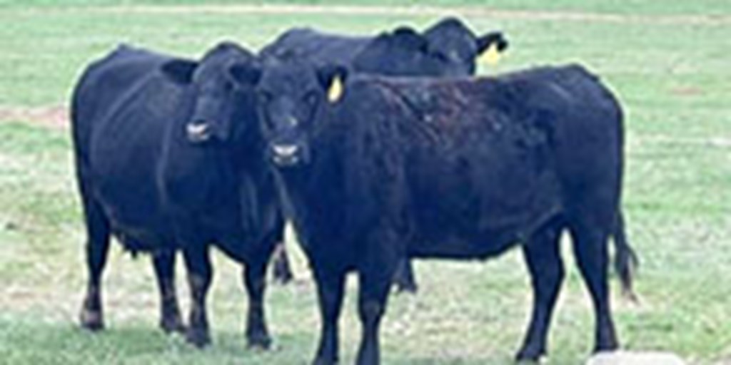 80 Angus & BWF Cows... North TX