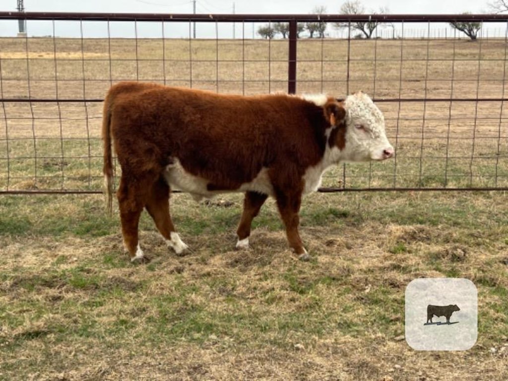 Cattle Range Listing Photo