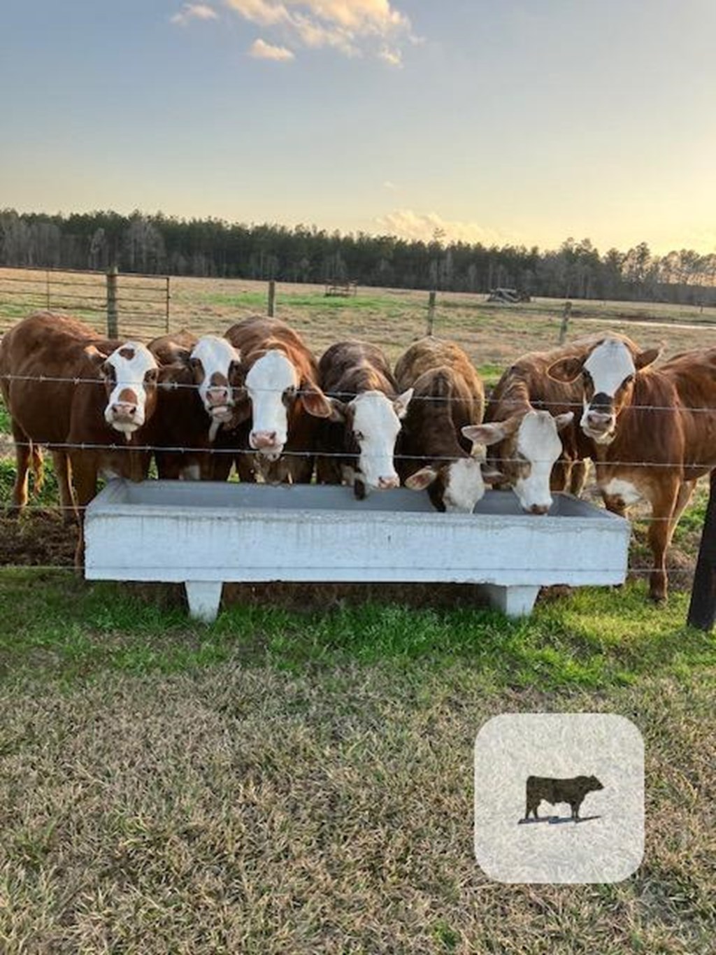 Cattle Range Listing Photo