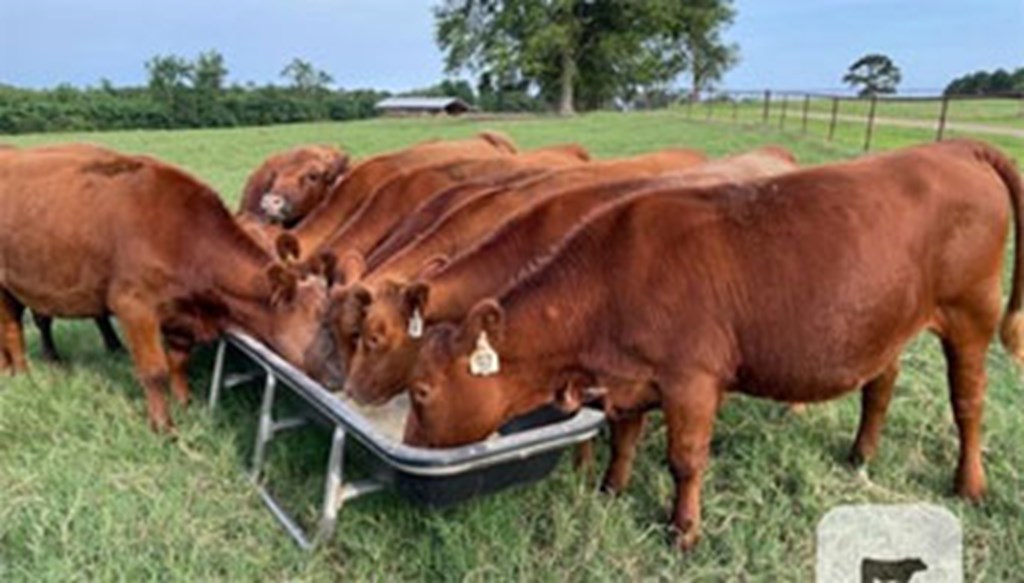 10 Red Angus Rep. Heifers... N. Central LA