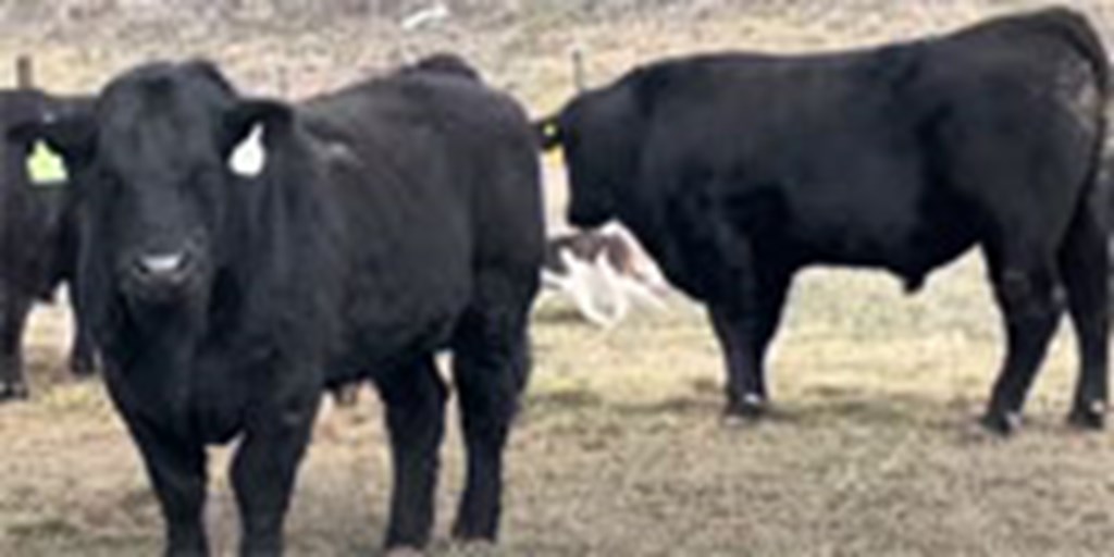 60 Angus & SimAngus Bulls... Southwest MO