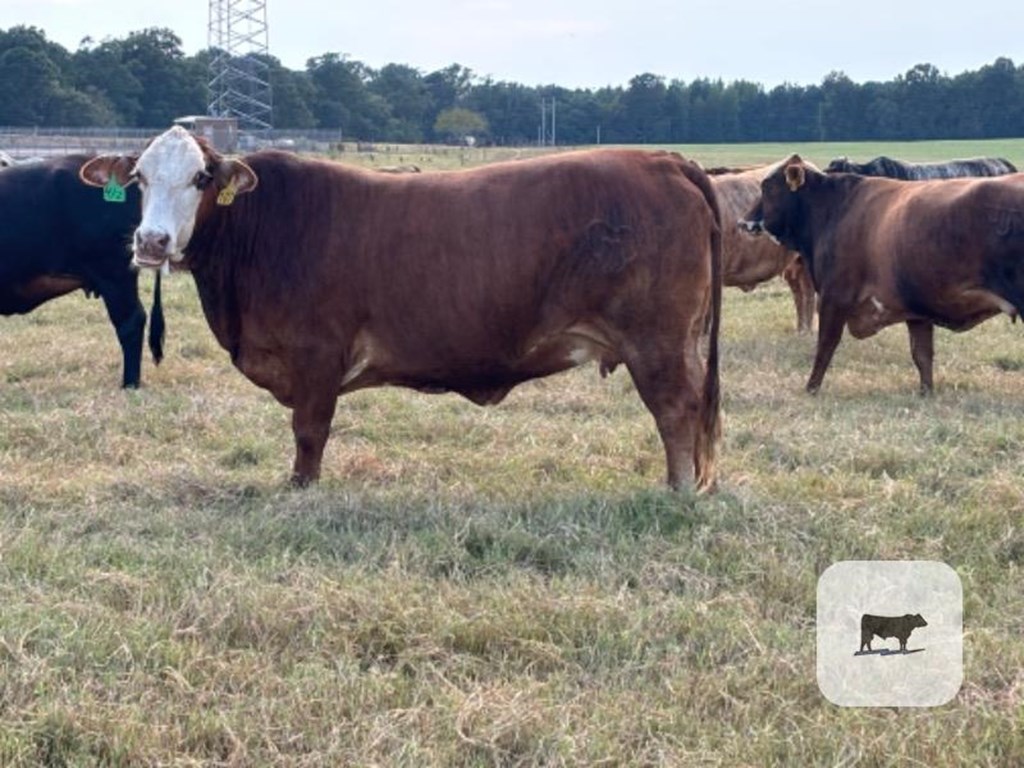 Cattle Range Listing Photo