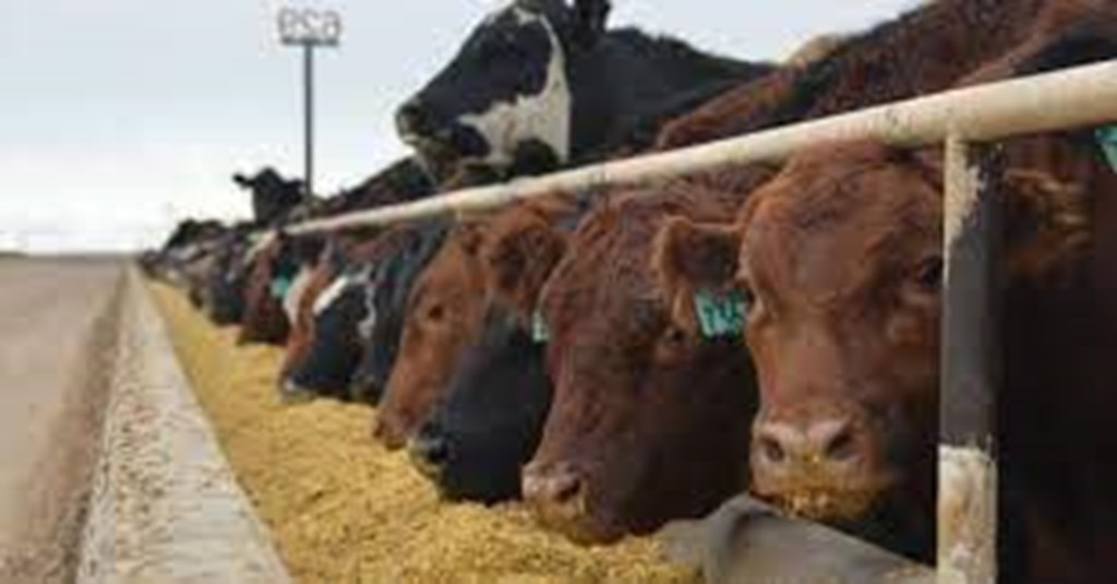 Meat Institute: USDA Continues to Over-Regulate Beef and Cattle Market