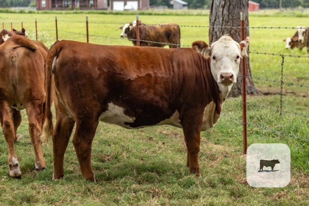 Cattle Range Listing Photo