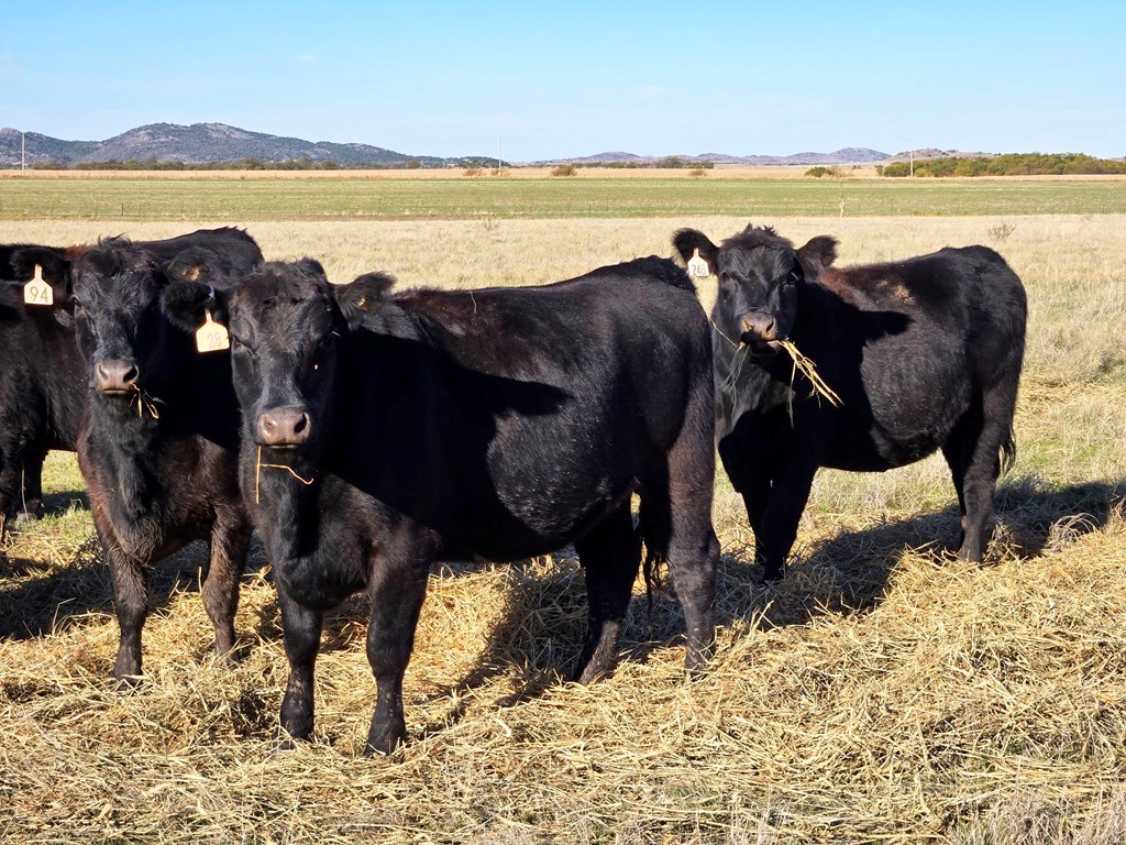 Cattle Range Listing Photo