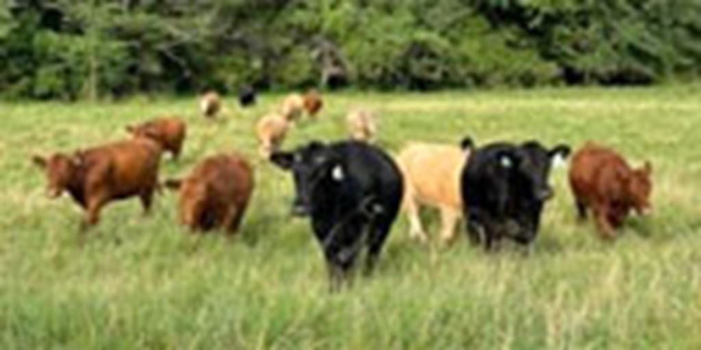 14 Angus Cross & Red Angus Bred Heifers... Northeast AR