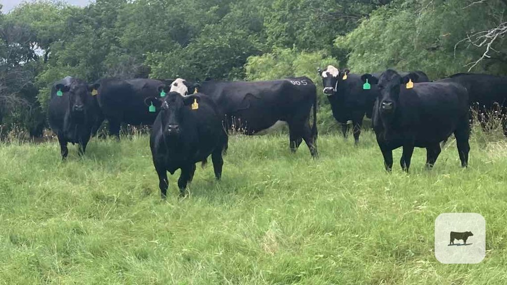 Cattle Range Listing Photo