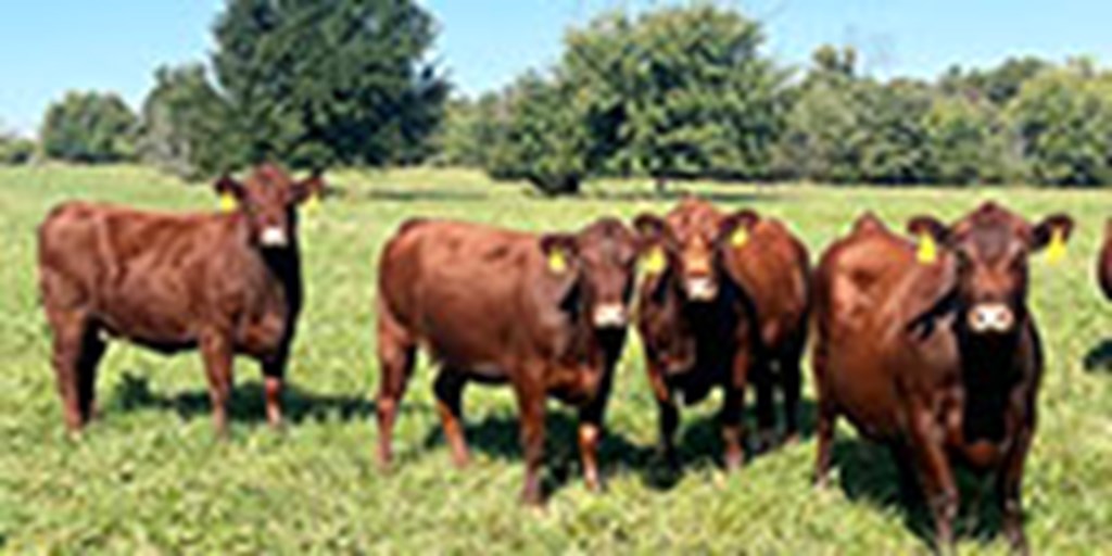 40 Red Angus & Red Baldy Cows... Southwest MO