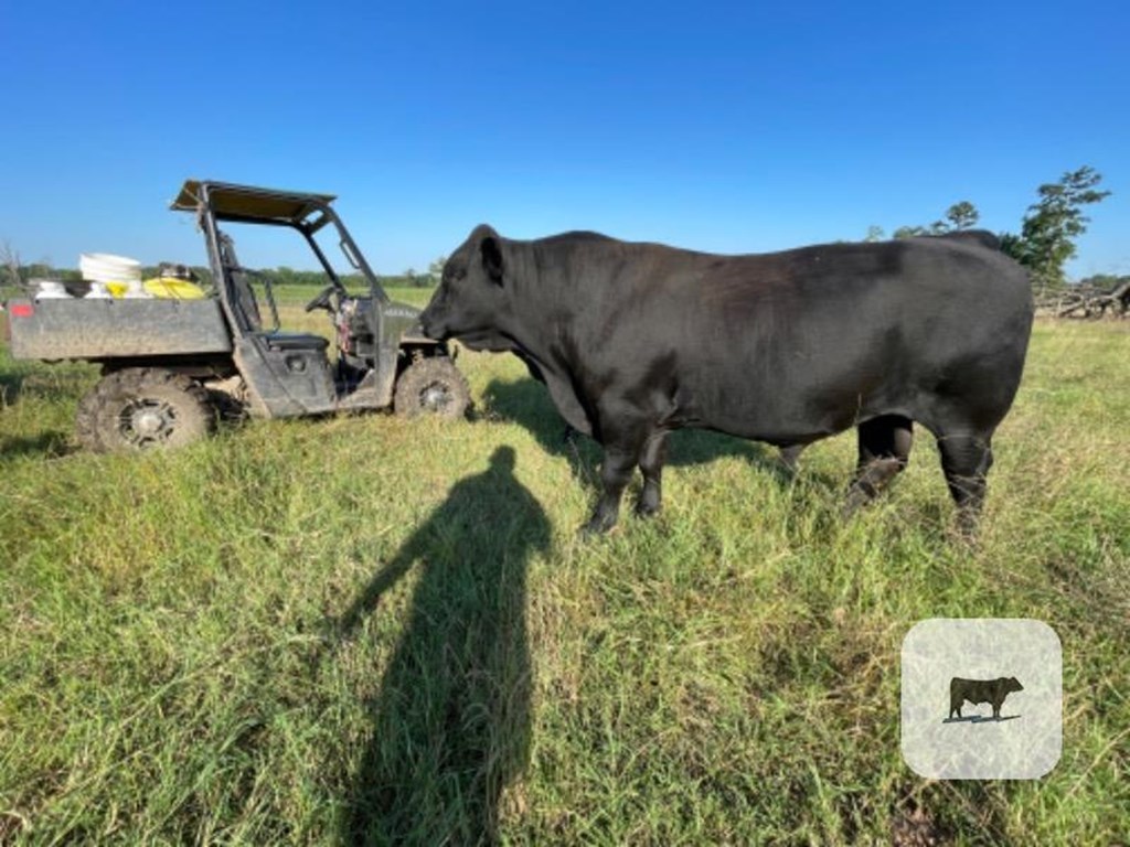 Cattle Range Listing Photo