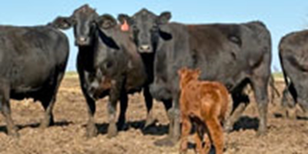 50 Angus Cross Cows w/ 30+ Calves... Northeast TX