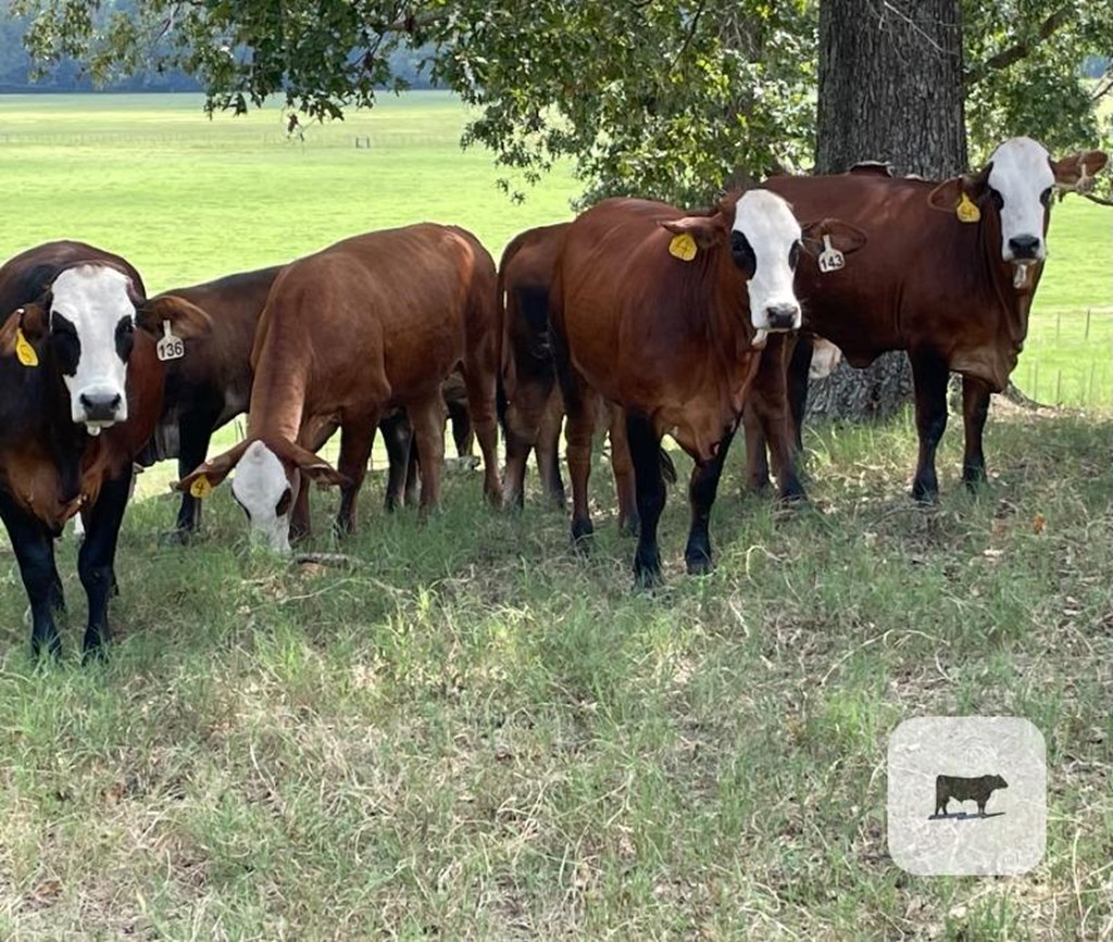 Cattle Range Listing Photo