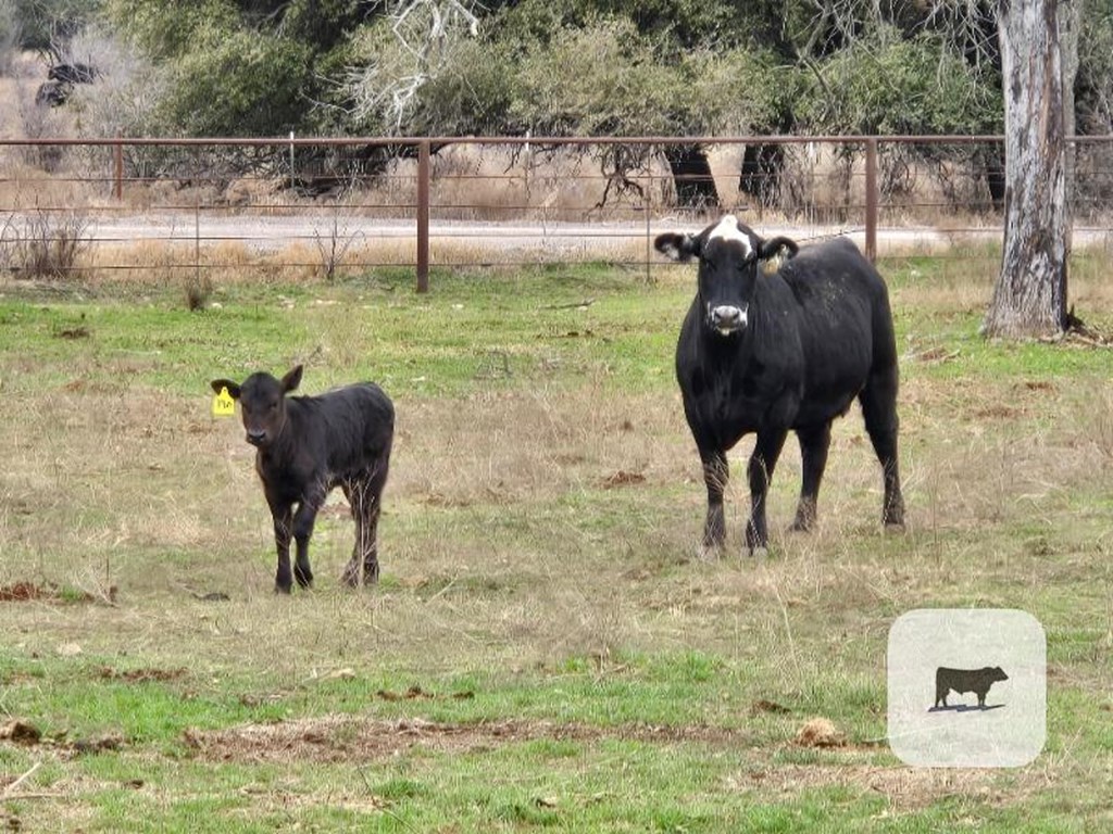 Cattle Range Listing Photo