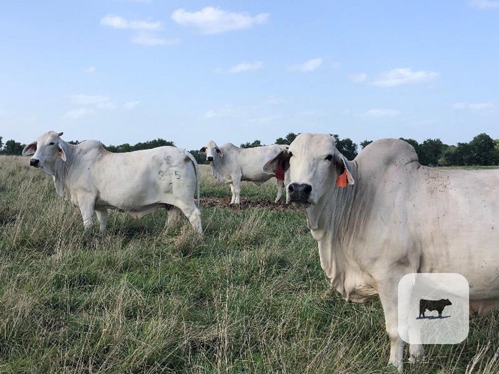 Cattle Range Listing Photo