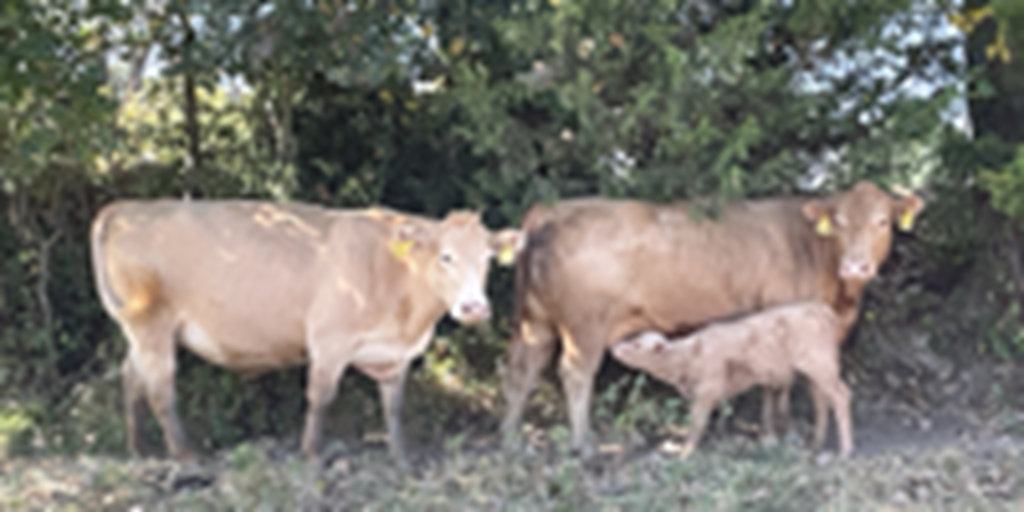 17 Charolais Cross Pairs... Southwest MO