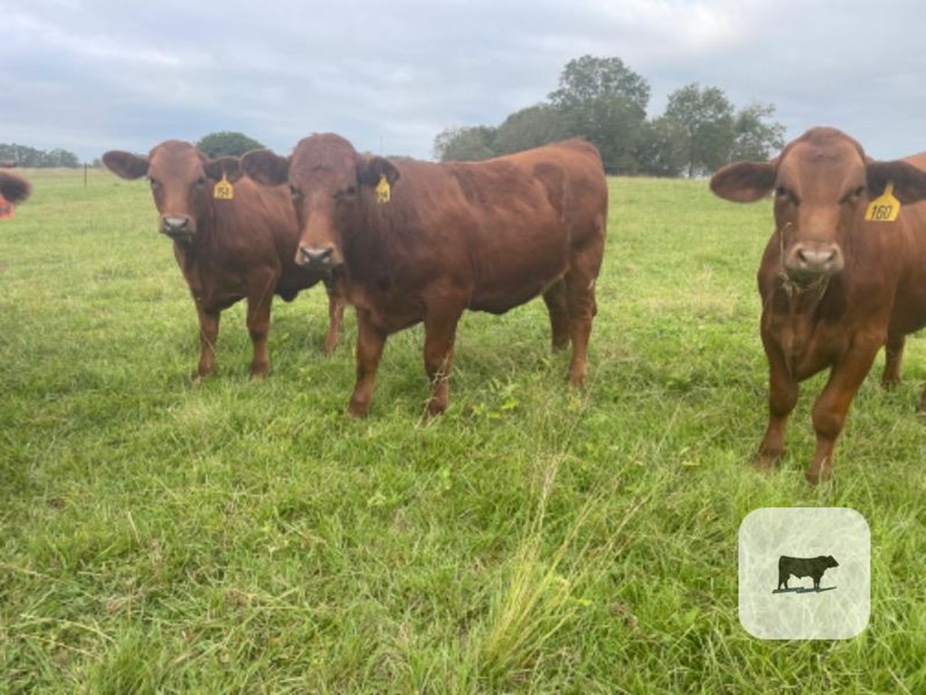 Cattle Range Listing Photo