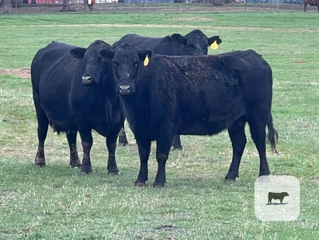 Cattle Range Listing Photo