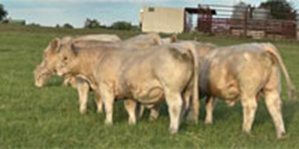 12 Reg. Charolais Bulls... North TX