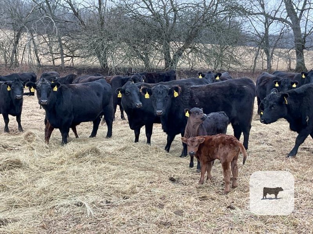 Cattle Range Listing Photo